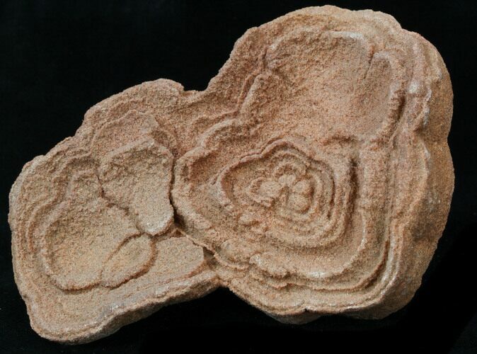 Flower-Like Sandstone Concretion - Pseudo Stromatolite #34194